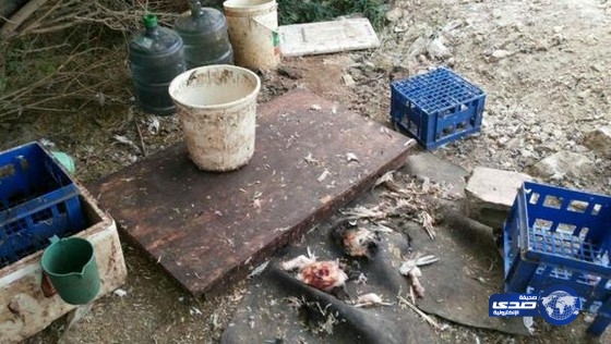 أمانة الرياض تضبط عاملين أسيويين يقومان بذبح الطيور خلف الأشجار