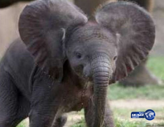 بالفيديو.. فيل صغير ينام كالطفل بعد سماع الأغاني من مربيته