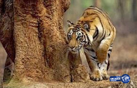 نمر يخطف رجلا من قارب واختفى به