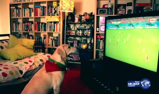 بالفيديو: رد فعل «كلب» قبل وبعد خروج «البرتغال» من كأس العالم