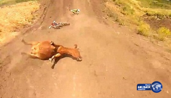 بالفيديو والصور: اصطدام متسابقي دراجات نارية ببقرة نائمة أثناء سباق