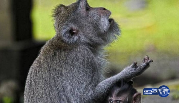 العثور على آثار لقرد عاش بأبوظبي قبل 8 ملايين عام