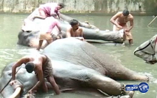 صالون خاص بتدليل وتجميل الفيلة تكريما لها في الهند