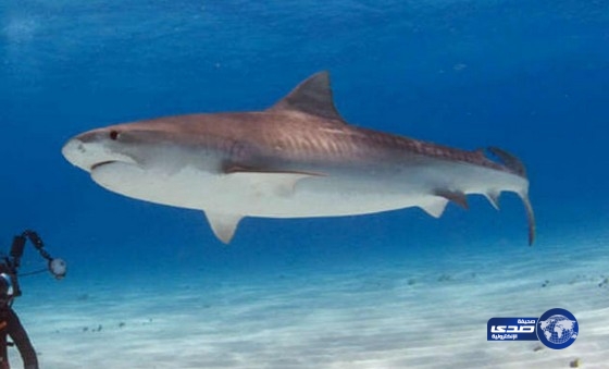 سمكة قرش تعض سباحا على شاطئ في كاليفورنيا