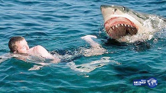 هجمات القرش ستزداد هذا الصيف!