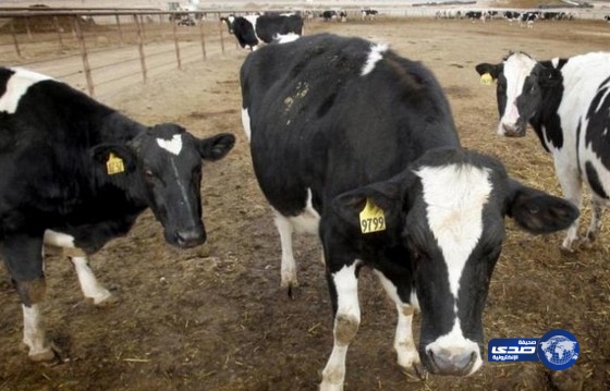 حظر مؤقت على استيراد الأبقار من رومانيا