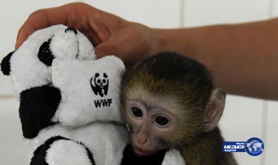 قرد رفض التخلي عن دميته القطنية في مطار باريس