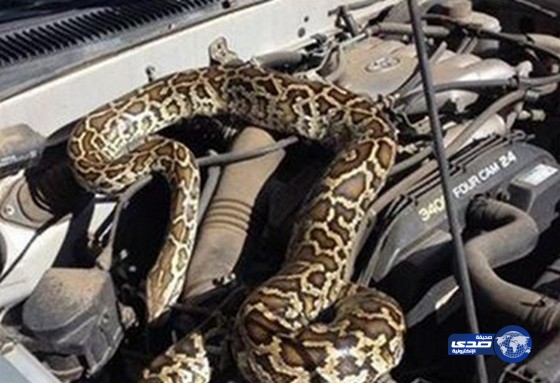 سيدة تعلطت سيارتها.. ففوجئت بثعبان ضخم يعبث بالمحرك
