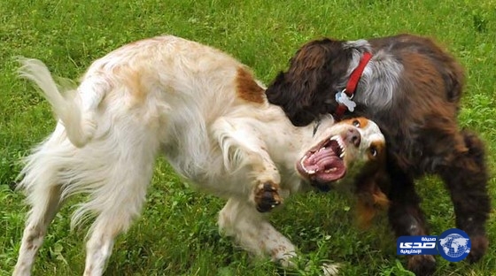 طبيب نفسي يقتل جاره بسبب معركة بين كلبين