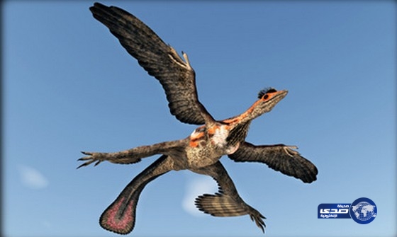 ديناصور طائر بأربعة أجنحة!