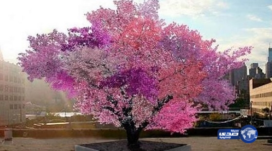 شجرة تنتج 40 نوعا من الثمار