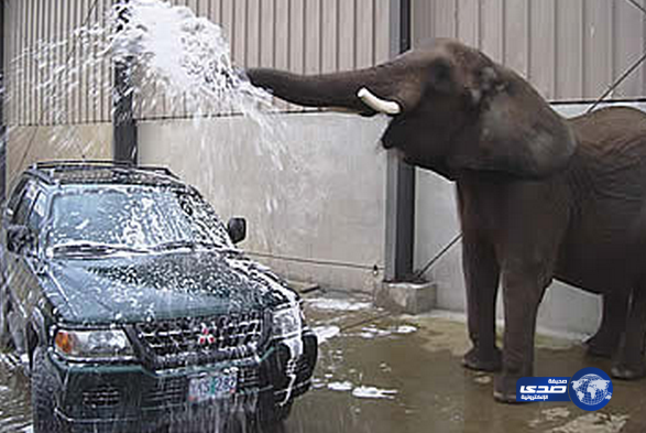 أفيال تغسل السيارات مقابل 20 دولار