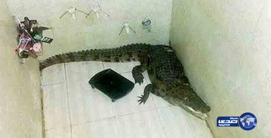 تمساح ضخم يفاجئ هندياً أثناء استحمامه بمنزله!