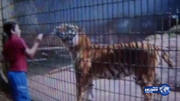 بالفيديو .. نمر ينهش ذراع طفل يداعبه في حديقة حيوان برازيلية