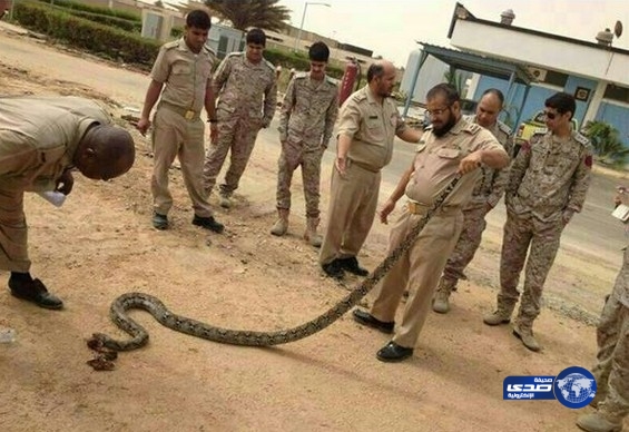 حيّة عملاقة تفاجئ أفراد قاعدة الملك فيصل البحرية بجدة (صور)