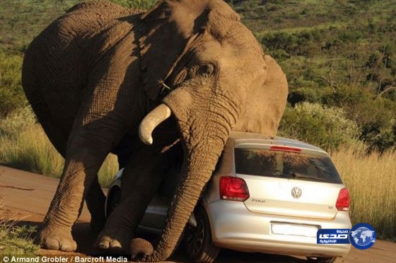 بالصور:فيلاً يحك ظهره بسقف سيارة؟