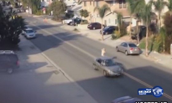 بالفيديو .. لكمة تنهى مغامرة سكران في حالة هياج شديد