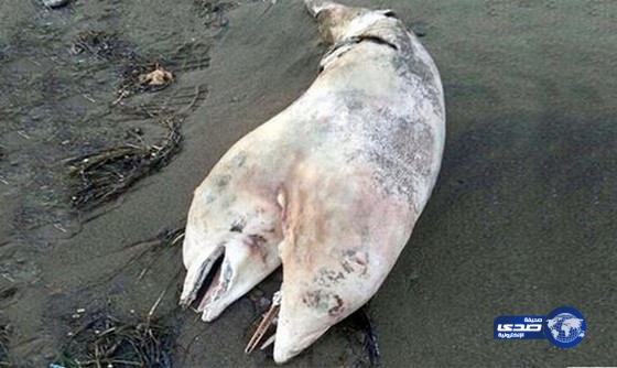 العثور على دولفين برأسين على السواحل البحرية التركية