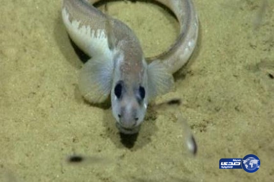 ثعبان يقطع الكهرباء عن 4900 مسكن في اليابان