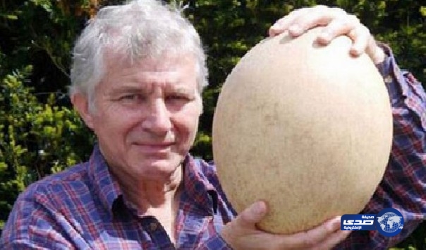 بيع أكبر بيضة في العالم لـ “فيل المنقرض”