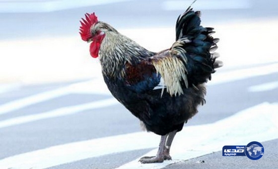 دجاجة تثير قلق الشرطة الاميركية