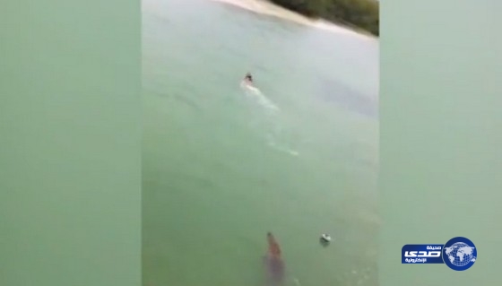 بالفيديو.. تمساح عملاق يطارد طفلاً في الماء