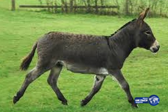 حمار للإيجار ولكن باستخدام بطاقة الائتمان !!