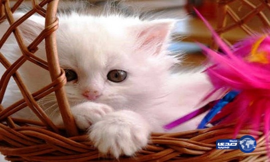 بنك يقدم قطاً هدية مع كل قرض عقاري