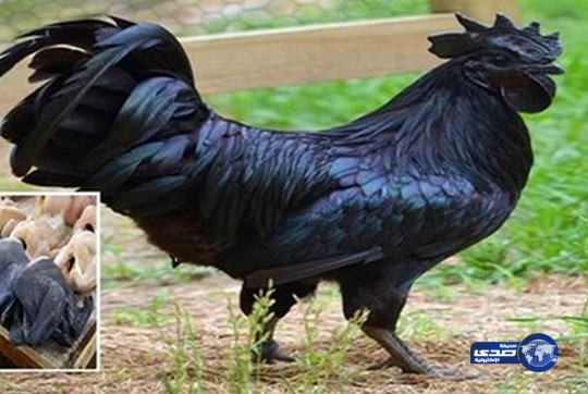 دجاج “لامبورغيني” مقابل 2500 دولار فقط