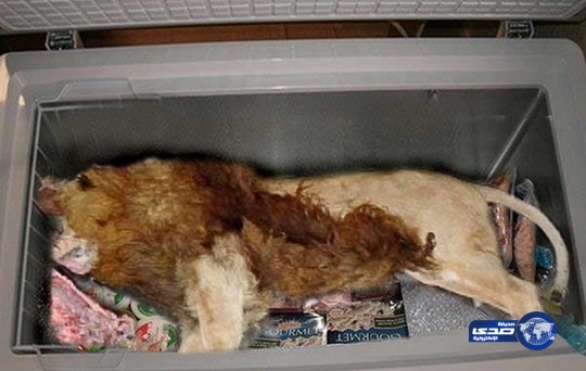 العثور على جثة أسد في ثلاجة مطعم !!