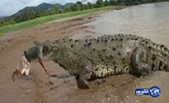 بالفيديو: تمساح يبتلع رجلا في الصين