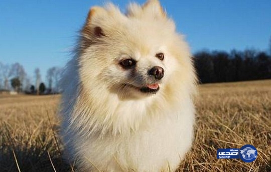 أمريكي يطهو كلب صديقته السابقة ويطعمها لحمه