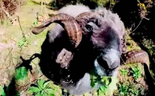 بالفيديو.. كبش يسقط طائرة بنطحة