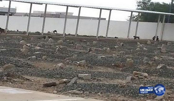 بالفيديو :قرود بالطائف تهاجم مقبرة &#8220;النسيم&#8221; أثناء تشييع جنازة