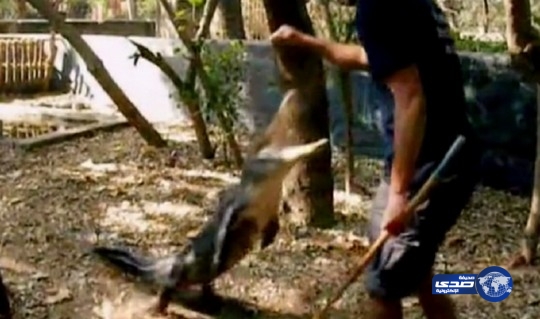 “عصا” أنقذت حياة صياد أسترالي من قبضة تمساح