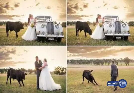 بالصور: عريس يتعارك مع ثور حاول التحرش بعروسه