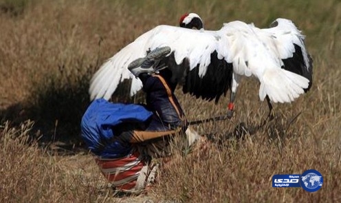 بالصور: طائر عملاق يلقّن سائحاً درساً لن ينساه