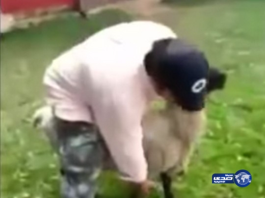 بالفيديو: خروف ينتقم من مخمور حاول امتطاءه