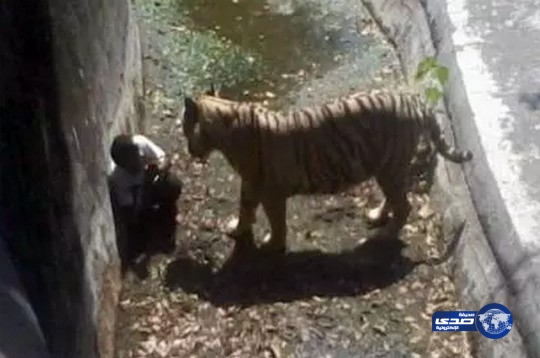 بالفيديو.. نمر يفترس تلميذًا في حديقة حيوانات بنيودلهي