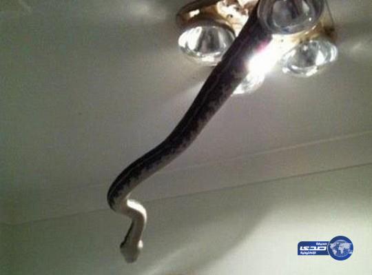 ثعبان ضخم يفاجئ أسرة بخروجه من “لمبة حمام” البيت (صور)