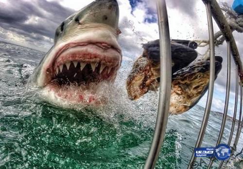 إمراة تلتقط “صورة عمرها” في مواجهة أنياب قرش غاضب