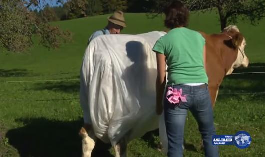 بالفيديو.. مزارع ألماني يلبس بقراته “الحفاظات” حفاظاً على البيئة