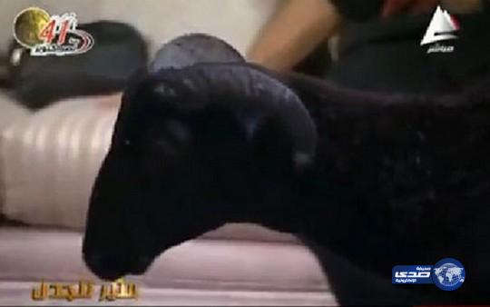 فيديو: قناة فضائية يستضيف خروفاً بمناسبة عيد الأضحى