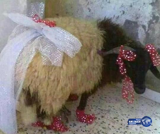 متجهزة للعيد !!