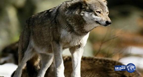 صعيدي يذبح ذئباً في العيد بدلا من الخروف