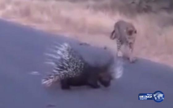 بالفيديـو : 1 ــ 2 ــ 3 ــ 4 ــ 5 ــ 6 ــ 7 ــ 8 وٲخيرًا (الفهد) يفتك بـ (النيـص) !!‎