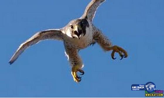 بالفيديو :”صقر” يسقط طائرة من دون طيار على الارض