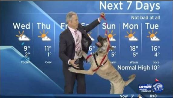 بالفيديو.. كلب يشارك في تقديم النشرة الجوية