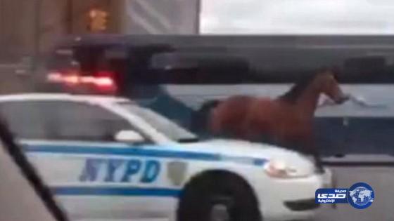 بالفيديو.. سيارات الشرطة تطارد حصاناً جامحاً في شوارع نيويورك