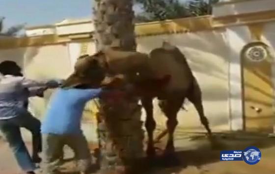 بالفيديو:جمل ينتقم من جزار أثناء محاولة ذبحه